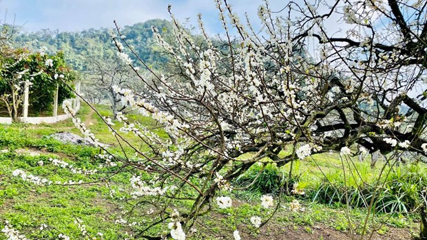 Primeras flores blancas del ciruelo en la meseta de Moc Chau sorprenden a los turistas ảnh 1