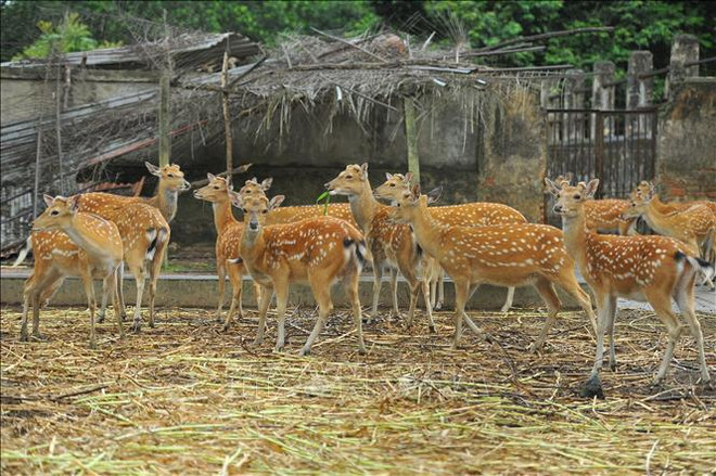 Buscan proteger y restaurar poblaciones de ungulados en Vietnam ảnh 1