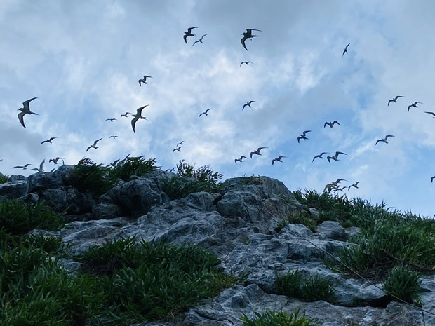 Ba Ria-Vung Tau: Ecoturismo asociado a la protección del medio ambiente ảnh 1 Ba Ria-Vung Tau: Ecoturismo asociado a la protección del medio ambiente ảnh 1
