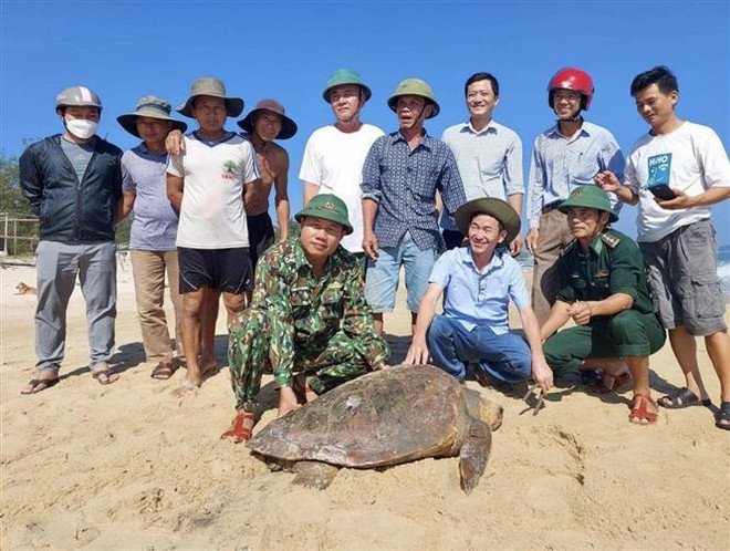  Liberan en hábitat marítimo de Vietnam a especie de tortuga marina rara ảnh 2