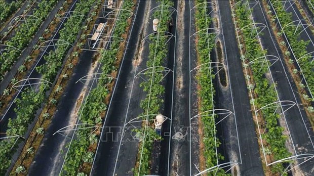 Hanoi promueve producción agrícola de alta tecnología ảnh 1