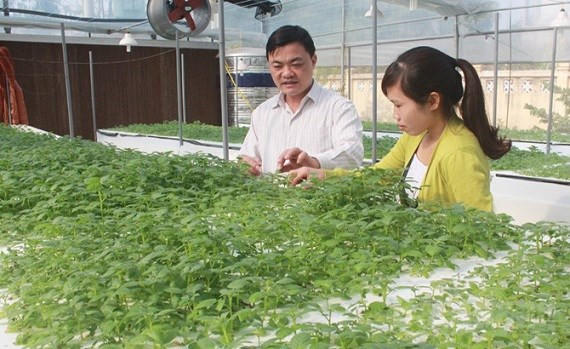 Provincia de Bac Giang promueve transferencia de tecnología en producción agrícola ảnh 1 Provincia de Bac Giang promueve transferencia de tecnología en producción agrícola ảnh 1