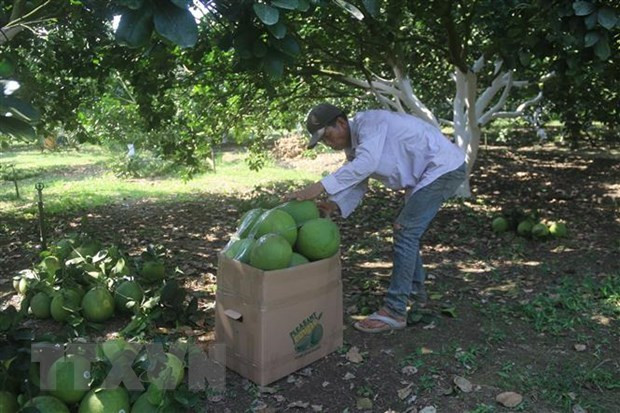 Pomelo fresco de Ba Ria - Vung Tau se exportará a mercado estadounidense ảnh 1 Pomelo fresco de Ba Ria - Vung Tau se exportará a mercado estadounidense ảnh 1