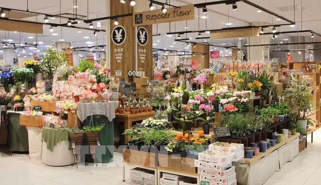 Oportunidad para las mercancías vietnamitas al mundo desde el mercado japonés ảnh 1