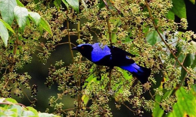 Vietnam por mejorar conservación de biodiversidad y animales salvajes ảnh 1 Vietnam por mejorar conservación de biodiversidad y animales salvajes ảnh 1