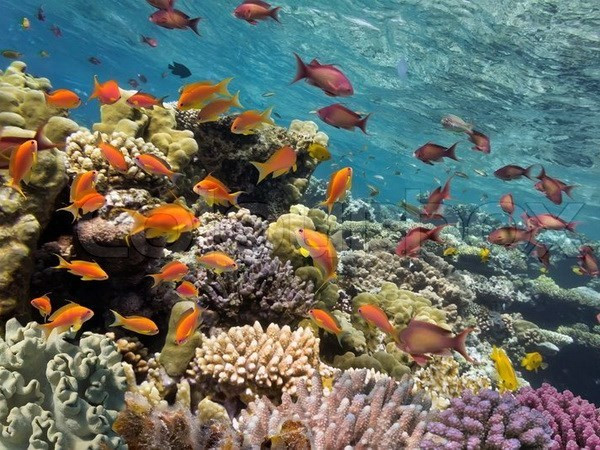 Vietnam posee más de mil kilómetros cuadrados de arrecife de coral ảnh 1 Vietnam posee más de mil kilómetros cuadrados de arrecife de coral ảnh 1