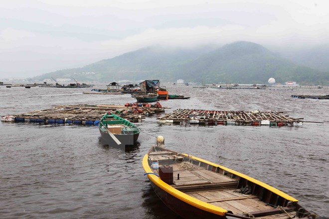 Da Nang se empeña en convertirse en mayor centro de pesca de Vietnam ảnh 1