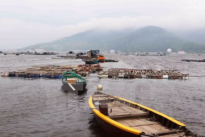 Da Nang se empeña en convertirse en mayor centro de pesca de Vietnam ảnh 1