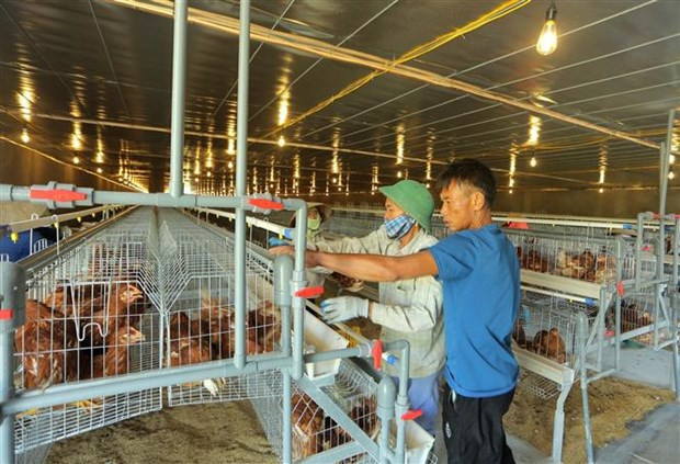 Vietnam garantiza seguridad alimentaria bajo cualquier circunstancia ảnh 2 Vietnam garantiza seguridad alimentaria bajo cualquier circunstancia ảnh 2