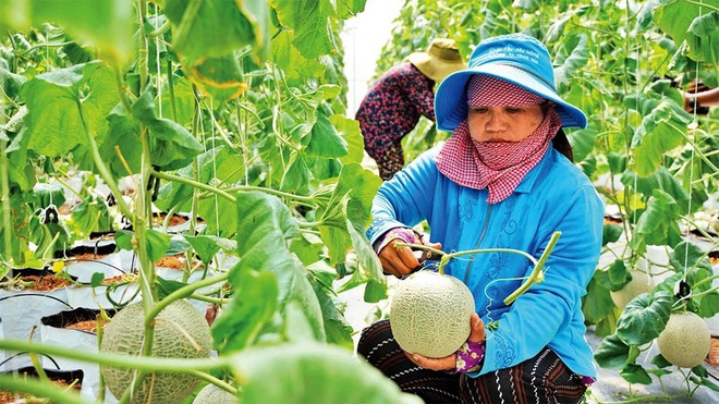 Ciudad Ho Chi Minh por construir una agricultura urbana sostenible ảnh 2 Ciudad Ho Chi Minh por construir una agricultura urbana sostenible ảnh 2