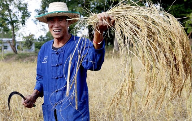 Tailandia se esfuerza por innovar el sector agrícola ảnh 1 Tailandia se esfuerza por innovar el sector agrícola ảnh 1