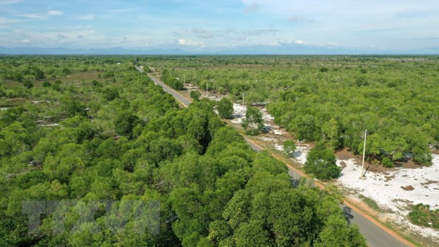Aprueban estrategia de desarrollo forestal en Vietnam para etapa 2021-2030 ảnh 1 Aprueban estrategia de desarrollo forestal en Vietnam para etapa 2021-2030 ảnh 1