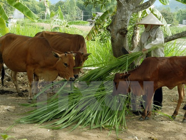 Vicepremier pide revisar políticas a favor de los pobres ảnh 1