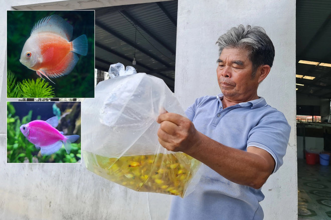 Vietnam se rige entre los 20 mayores exportadores de peces ornamentales del mundo ảnh 2 Vietnam se rige entre los 20 mayores exportadores de peces ornamentales del mundo ảnh 2