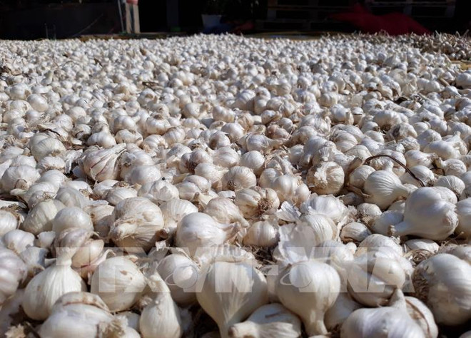 Indonesia reducirá un 40% las importaciones de ajo en 2024 ảnh 1