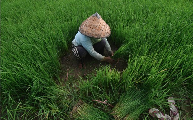 Indonesia apunta a la autosuficiencia en arroz en 2024 ảnh 1 Indonesia apunta a la autosuficiencia en arroz en 2024 ảnh 1