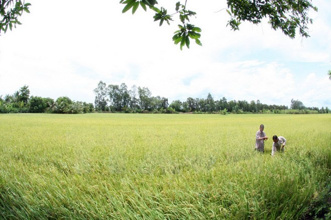 Empeñado Vietnam en garantizar seguridad alimentaria ảnh 1 Empeñado Vietnam en garantizar seguridad alimentaria ảnh 1