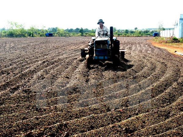 Empresas japonesas interesadas en agricultura en Vietnam ảnh 1