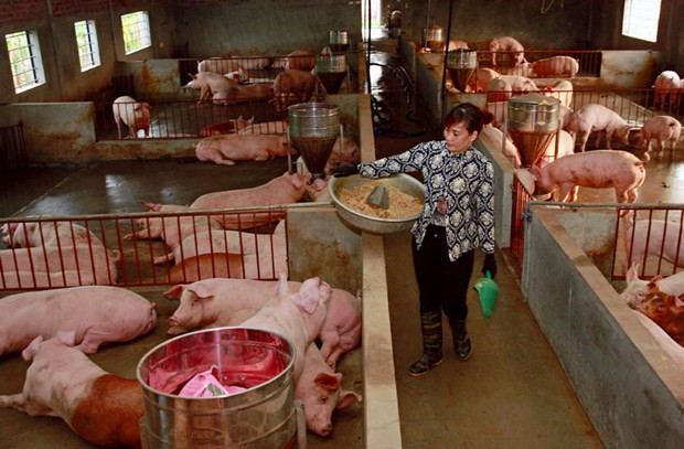 Vietnam por recuperar desarrollo de la ganadería porcina ảnh 1 Vietnam por recuperar desarrollo de la ganadería porcina ảnh 1