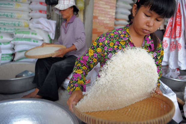 Ventas de arroz de Camboya registran fuerte aumento en primer cuatrimestre de 2020 ảnh 1 Ventas de arroz de Camboya registran fuerte aumento en primer cuatrimestre de 2020 ảnh 1