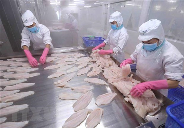  Reportan amplio crecimiento en la exportación de pescado Tra de Vietnam al Sudeste Asiático ảnh 1