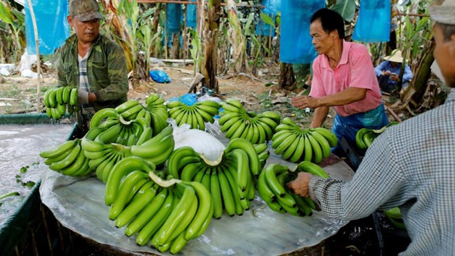 El plátano, producto de exportación principal de Laos en 2019 ảnh 1 El plátano, producto de exportación principal de Laos en 2019 ảnh 1
