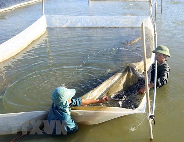 Destinará Vietnam a recuperación del ecosistema la indemnización por incidente ambiental ảnh 1 Destinará Vietnam a recuperación del ecosistema la indemnización por incidente ambiental ảnh 1