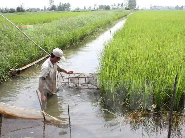 Mesa redonda hacia agricultura sostenible en Sudeste de Asia ảnh 1  Mesa redonda hacia agricultura sostenible en Sudeste de Asia ảnh 1