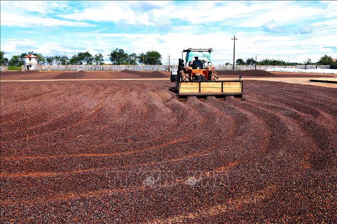 Productos agrícolas de Vietnam gozan de preferencia en el mercado chino ảnh 1 Productos agrícolas de Vietnam gozan de preferencia en el mercado chino ảnh 1