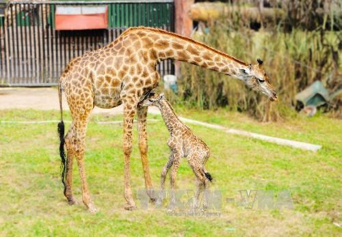 Nace una jirafa sudafricana en el zoo vietnamita ảnh 1