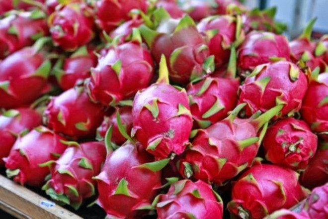 Exportación de pitahaya vietnamita al Reino Unido sigue con normalidad ảnh 1