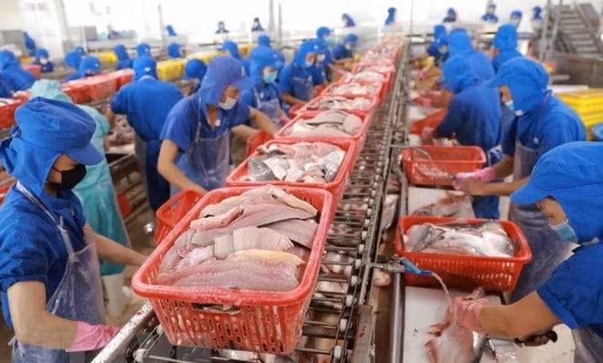 Aconsejan medidas para crecimiento de exportaciones acuícolas de Vietnam ảnh 1 Aconsejan medidas para crecimiento de exportaciones acuícolas de Vietnam ảnh 1