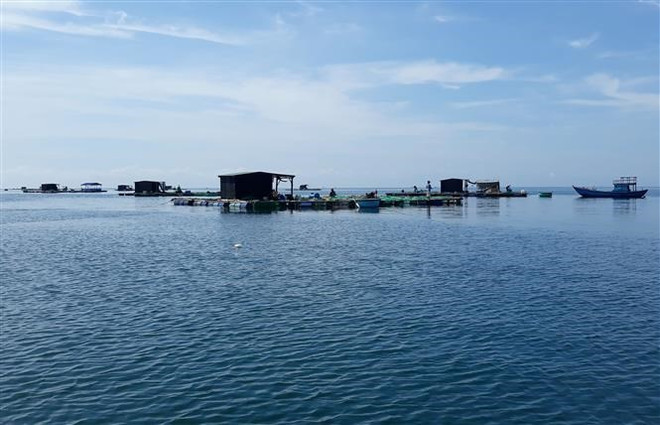 [Fotos] Cultivo de langosta en provincia vietnamita de Ninh Thuan ảnh 1