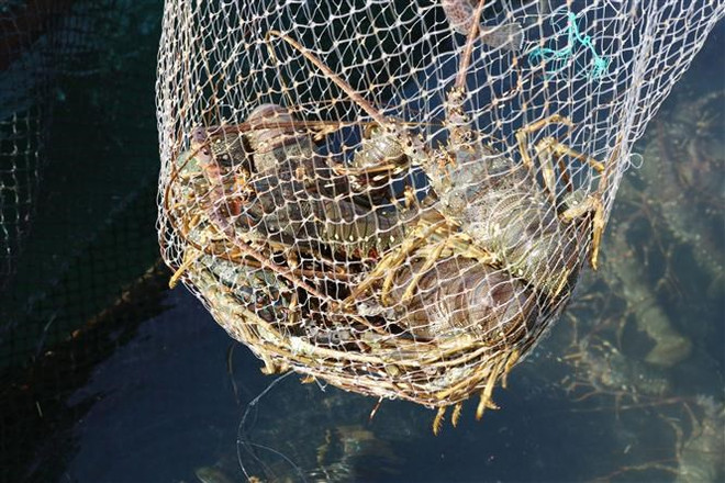 [Fotos] Cultivo de langosta en provincia vietnamita de Ninh Thuan ảnh 3