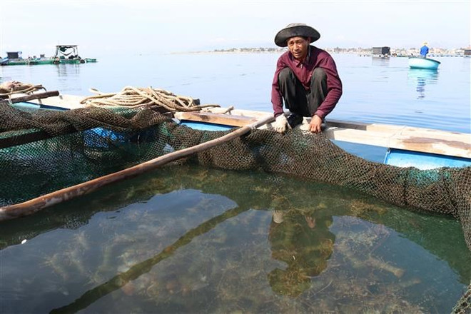[Fotos] Cultivo de langosta en provincia vietnamita de Ninh Thuan ảnh 2