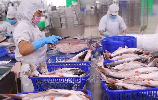 Exportación de productos acuáticos vietnamitas aumenta en mayo ảnh 1