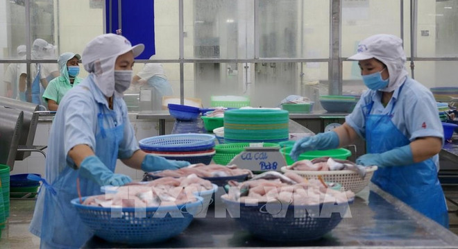 Exportaciones acuícolas de Vietnam a China aumentan 117,6 por ciento en primer cuatrimestre ảnh 1 Exportaciones acuícolas de Vietnam a China aumentan 117,6 por ciento en primer cuatrimestre ảnh 1