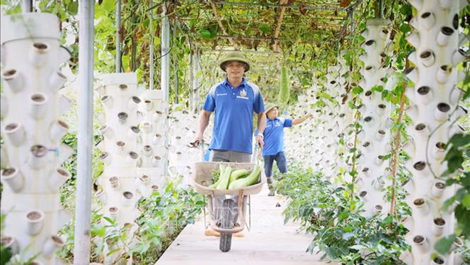Bac Giang aumenta el valor de la producción agrícola ảnh 1