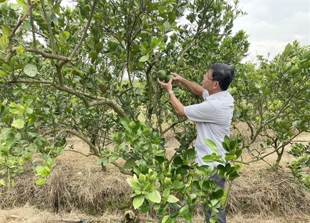 Mayoría de comunas de Dong Nai cumplen con los nuevos estándares rurales ảnh 1