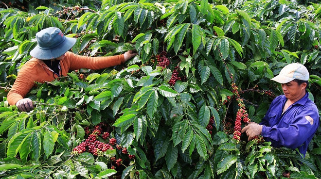 Vietnam por construir cadena de producción y suministro de café libre de deforestación ảnh 1 Vietnam por construir cadena de producción y suministro de café libre de deforestación ảnh 1