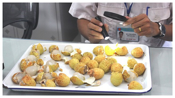 Frutas frescas vietnamitas conquistan mercado de Estados Unidos ảnh 2