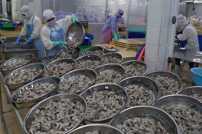 Proyecta Vietnam ingresar más de cuatro mil millones de dólares por la exportación de camarones ảnh 1 Proyecta Vietnam ingresar más de cuatro mil millones de dólares por la exportación de camarones ảnh 1
