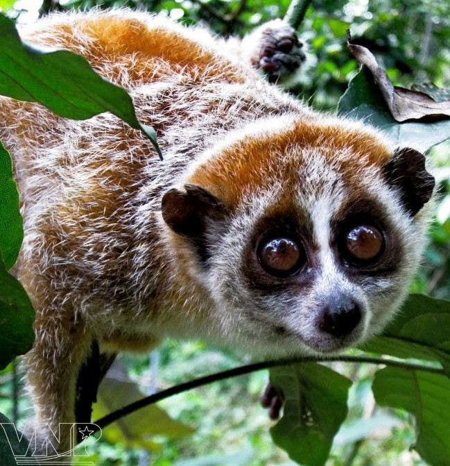 La reserva natural de Pu Luong, destino fascinante para aventureros en Vietnam ảnh 1 La reserva natural de Pu Luong, destino fascinante para aventureros en Vietnam ảnh 1