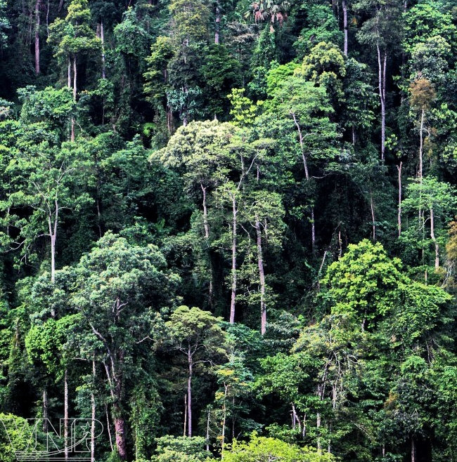 La reserva natural de Pu Luong, destino fascinante para aventureros en Vietnam ảnh 4 La reserva natural de Pu Luong, destino fascinante para aventureros en Vietnam ảnh 4
