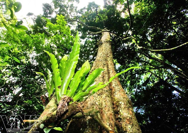 La reserva natural de Pu Luong, destino fascinante para aventureros en Vietnam ảnh 3 La reserva natural de Pu Luong, destino fascinante para aventureros en Vietnam ảnh 3