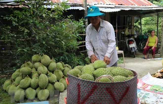Prevé Vietnam incrementar exportación de frutas y hortalizas a China ảnh 1 Prevé Vietnam incrementar exportación de frutas y hortalizas a China ảnh 1