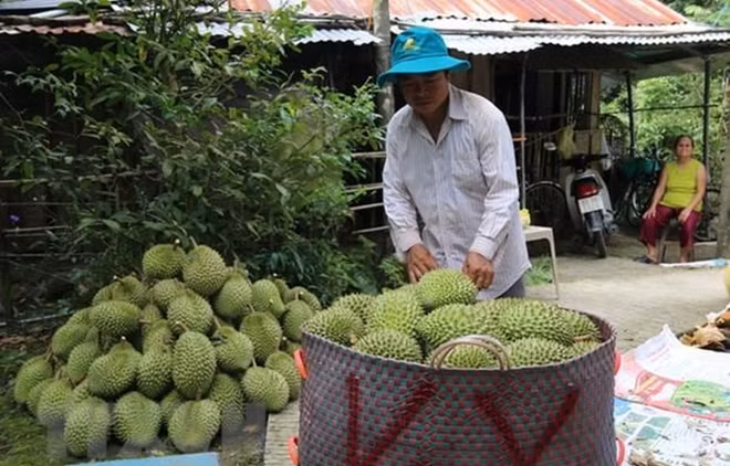 Prevé Vietnam incrementar exportación de frutas y hortalizas a China ảnh 1 Prevé Vietnam incrementar exportación de frutas y hortalizas a China ảnh 1