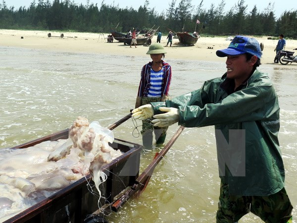 Ha Tinh con nuevo rostro un año después del incidente de contaminación marina ảnh 1 Ha Tinh con nuevo rostro un año después del incidente de contaminación marina ảnh 1
