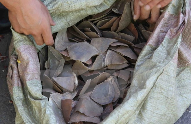 Decomisan lotes con escamas de pangolín en aeropuerto vietnamita ảnh 1