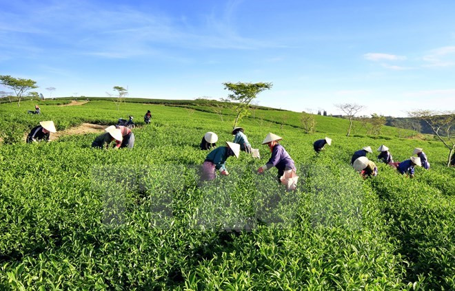 Vietnam impulsa el desarrollo de agricultura orgánica ảnh 1